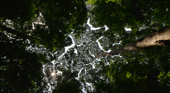 Alexandre Guerre - La timidité des arbres - Installation, 2017 Production Le Fresnoy – Studio national des arts contemporains  © Alexandre Guerre